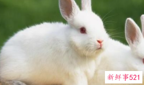 兔肉的营养价值