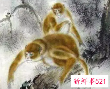 蛇男和女猴属相合不合