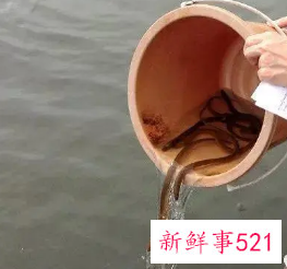 为什么不能买鱼放生