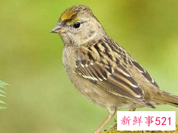 赞美麻雀的精神