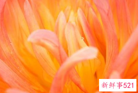 公认最差的星座