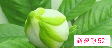 栀子保肝又有毒