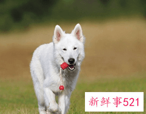 狗的吉祥名字有哪些