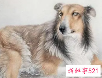 82年属狗大海水命忌讳颜色