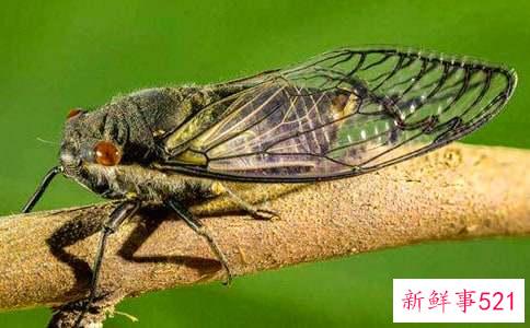 梦见知了什么寓意