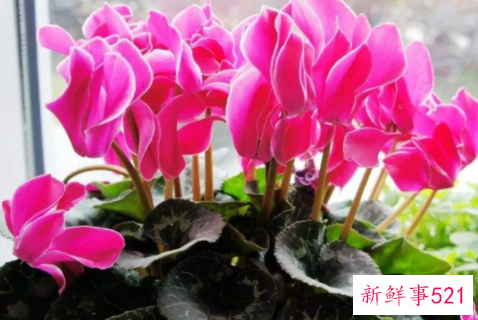 仙客来花语是什么