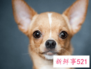 狗的吉祥名字有哪些