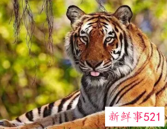 虎的本命年注意事项