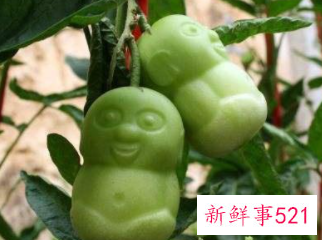 抗癌水果第一名人参果