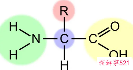 女人输氨基酸的好处