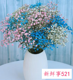 满天星放客厅的禁忌