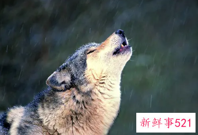 梦见打狼有什么征兆