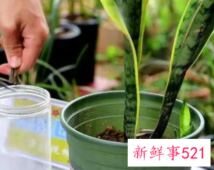 怎样促使虎皮兰冒新芽