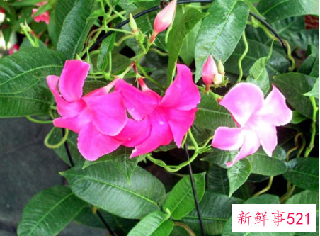 飘香藤叶子发黄怎么办