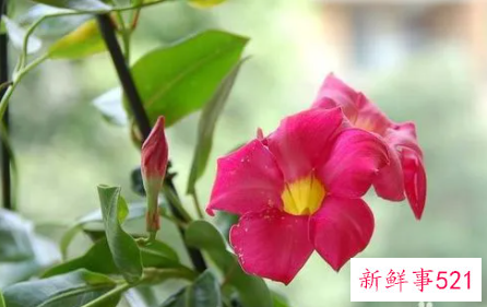 飘香藤叶子发黄怎么办