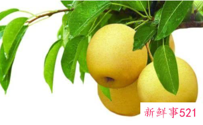 黄金梨品种介绍