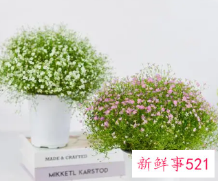 满天星放客厅的禁忌