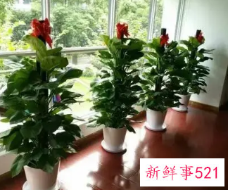 公司大厅放什么植物花最好