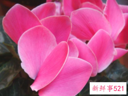 仙客来花语是什么