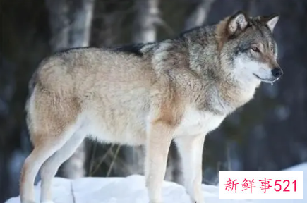 梦见打狼有什么征兆