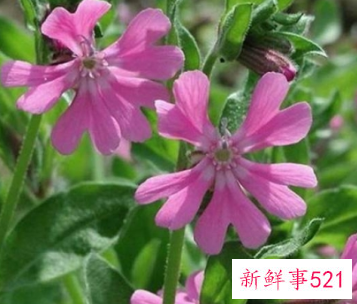 9大适合秋天种的植物