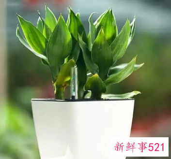 生肖龙适合养什么植物好