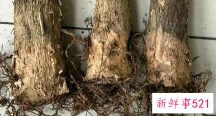 发财树烂根了怎么办