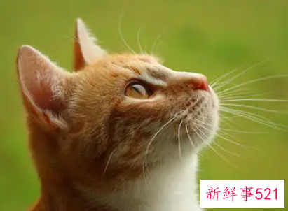 男人梦见猫好不好