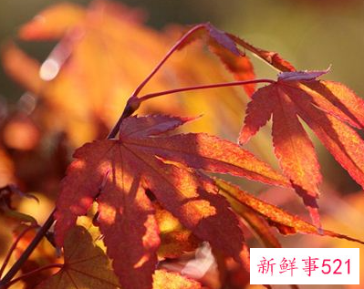 梦见枫树是什么意思