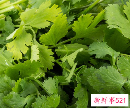 不能吃香菜的人是因为基因缺陷吗