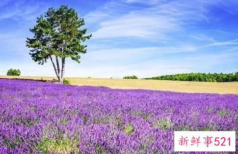 薰衣草不适宜人群