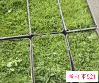 豌豆尖保鲜的方法