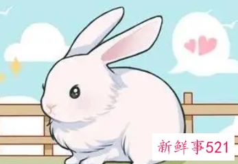 属兔人倒霉的年份