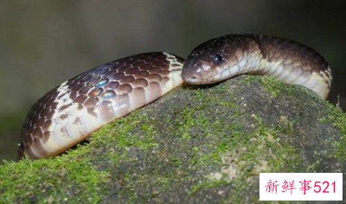 男人梦见蛇打架什么意思