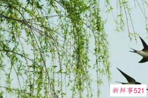 梦见柳树代表什么