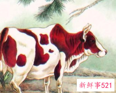 1985年属牛女佩戴什么运气最好