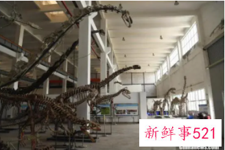 剑龙中国起源说添再新证据：重庆出土最古老的剑龙化石