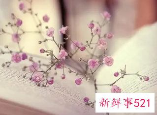 优雅的笔名大全