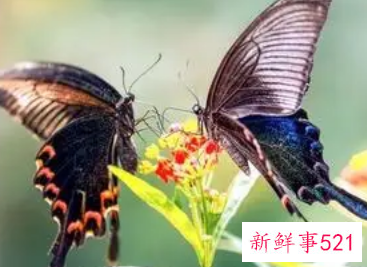 蝴蝶的寓意和象征