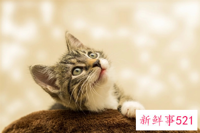 中国一人户家庭已超1.25亿户,宠物饲养热度攀升