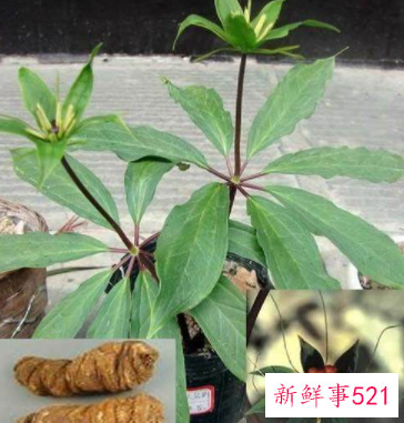 属虎养什么植物旺财