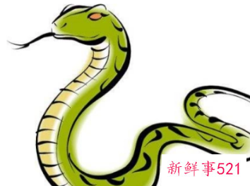 属蛇男认定你的表现