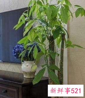 客厅养什么花好旺财,在山东