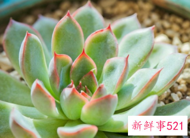 花月夜的家庭养殖方法和注意事项