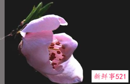 哪个星座的女生招男生喜欢