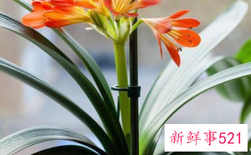 客厅养什么花好旺财,在山东