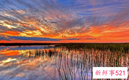 梦见陷入沼泽是什么意思