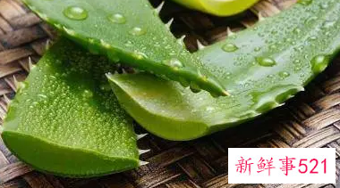 芦荟和什么放一起能祛斑