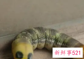 梦见虫子成群满地爬