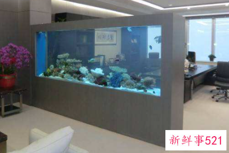 办公室怎么养鱼会让财运好